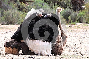Mating Ostriches