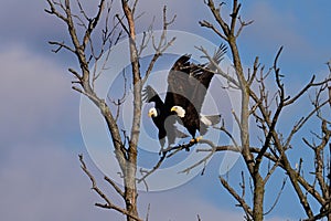 Mating pair of American Bald Eagles in the wild