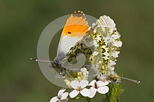 A mating pair of beautiful Orange-tip Butterfly, Anthocharis cardamines, perched on a flower.