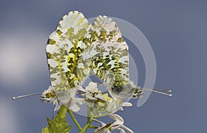 A mating pair of beautiful Orange-tip Butterfly, Anthocharis cardamines, perched on a flower.