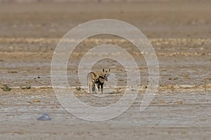 Mating pair of Bengal fox also known as the Indian fox in Greater Rann of Kutch