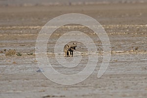 Mating pair of Bengal fox also known as the Indian fox in Greater Rann of Kutch