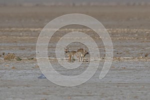 Mating pair of Bengal fox also known as the Indian fox in Greater Rann of Kutch