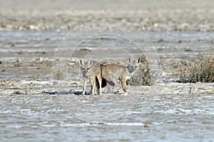 Mating pair of Bengal fox also known as the Indian fox in Greater Rann of Kutch