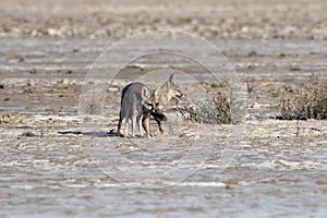 Mating pair of Bengal fox also known as the Indian fox in Greater Rann of Kutch