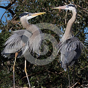 Mating pair of blue herons kissing
