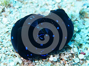 Mating pair of blue spotted shield slug chelidonura Red Sea