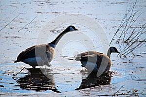 A mating pair of Canadian Geese breaking through frozen water