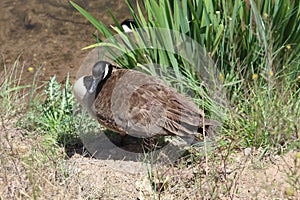 Mating Pair of Canadian Geese by the water in the reeds