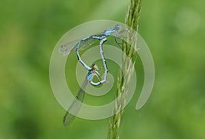 A mating pair of stunning Common Blue Damselfly Enallagma cyathigerum perching on a blade of grass. photo