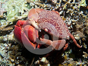 Mating pair of Convex crabs photo
