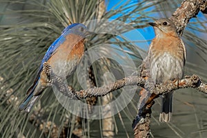 Mating pair of eastern bluebirds perched together on a long leaf pine tree branch