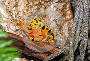 A mating pair of endangered toads