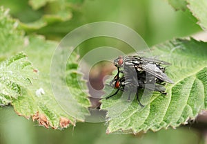 A mating pair of Flesh Fly, perching on a leaf in spring.