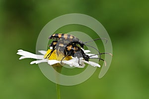 A mating pair of Four-banded Longhorn Beetle, Leptura quadrifasciata, on a wildflower.