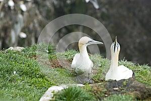 Mating pair of Gannets