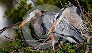 Mating pair of Great blue herons in rookery