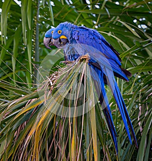 Mating pair of hyacinth macaws sit side by side in palm tree in Pantanal