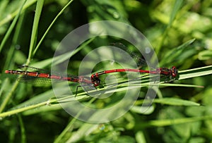 A mating pair of Large Red Damselfly, Pyrrhosoma nymphula, perching on a blade of grass.