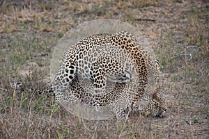 A mating pair of leopards.