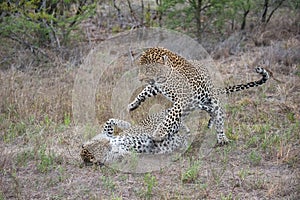 A mating pair of leopards tussling.