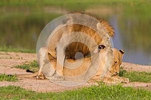Mating pair of lions