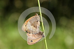 A mating pair of Meadow Brown Butterfly Maniola jurtina.