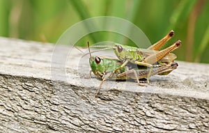 A mating pair of Meadow Grasshopper Chorthippus parallelus.