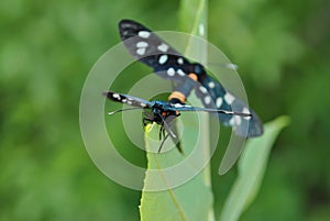 Mating pair of nine-spotted moth yellow belted burnet, Amata phegea, Syntomis phegea on green leaf