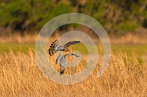 Mating pair of Northern Harriers - Circus hudsonius - flying together and hunting