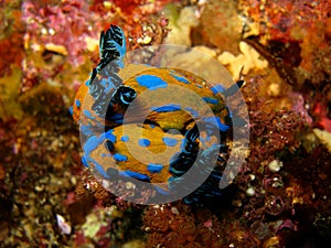 Mating pair of nudibranchs