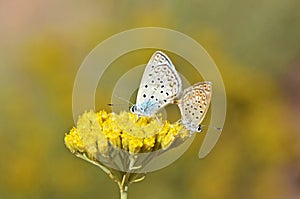 Mating pair of Plebejus loewii , the large jewel blue butterfly on flower