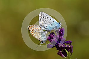 Mating pair of Polyommatus icarus , the common blue butterfly