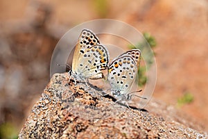 Mating pair of Polyommatus miris butterfly on rock , butterflies of Iran