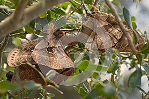 Mating pair of polyphemus moths in laurel oak tree