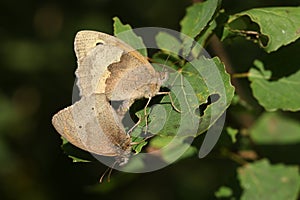 A mating pair of pretty Meadow Brown Butterfly, Maniola jurtina, perching on a leaf.