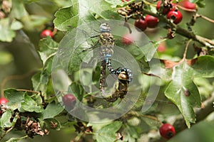 A mating pair of pretty Migrant Hawker Dragonfly Aeshna mixta perched on a branch Hawthorn tree leaf.