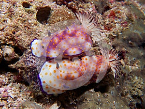 Mating pair of Risbecia pulchella