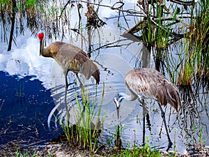 Mating pair of Sandhill Cranes, hunting in shallow marsh waters of the Florida Everglades