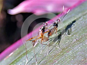 Mating pair of Stilt- legged -flies on a plant leaf. (Micropezidae)