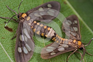 A mating pair of tiger moths