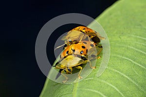 Mating pair of tortoise beetle, Charidotella sexpunctata, Satara