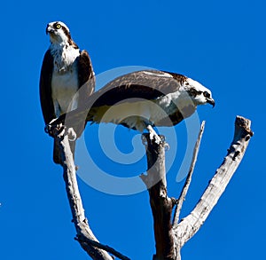 Mating a Pair of Western Ospreys Perched on Tree Limbs