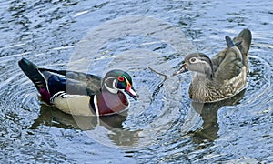 Mating Pair of Wood Ducks