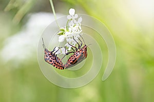 Mating pait of Striped bug