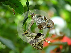Mating Papilio dardanus