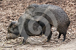 Mating Peccary