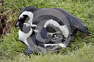 Mating Penguins (Spheniscus demersus) (African penguins).