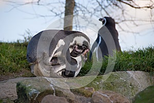 Mating penquins