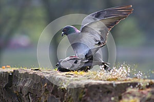 Mating pigeons